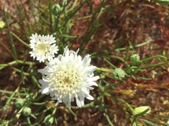 Chaenactis stevioides