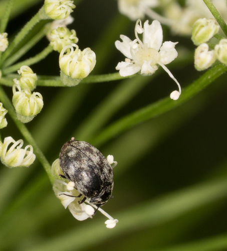 Varied carpet beetle