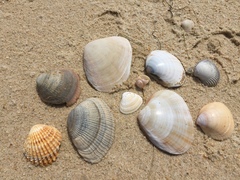 Ruditapes philippinarum