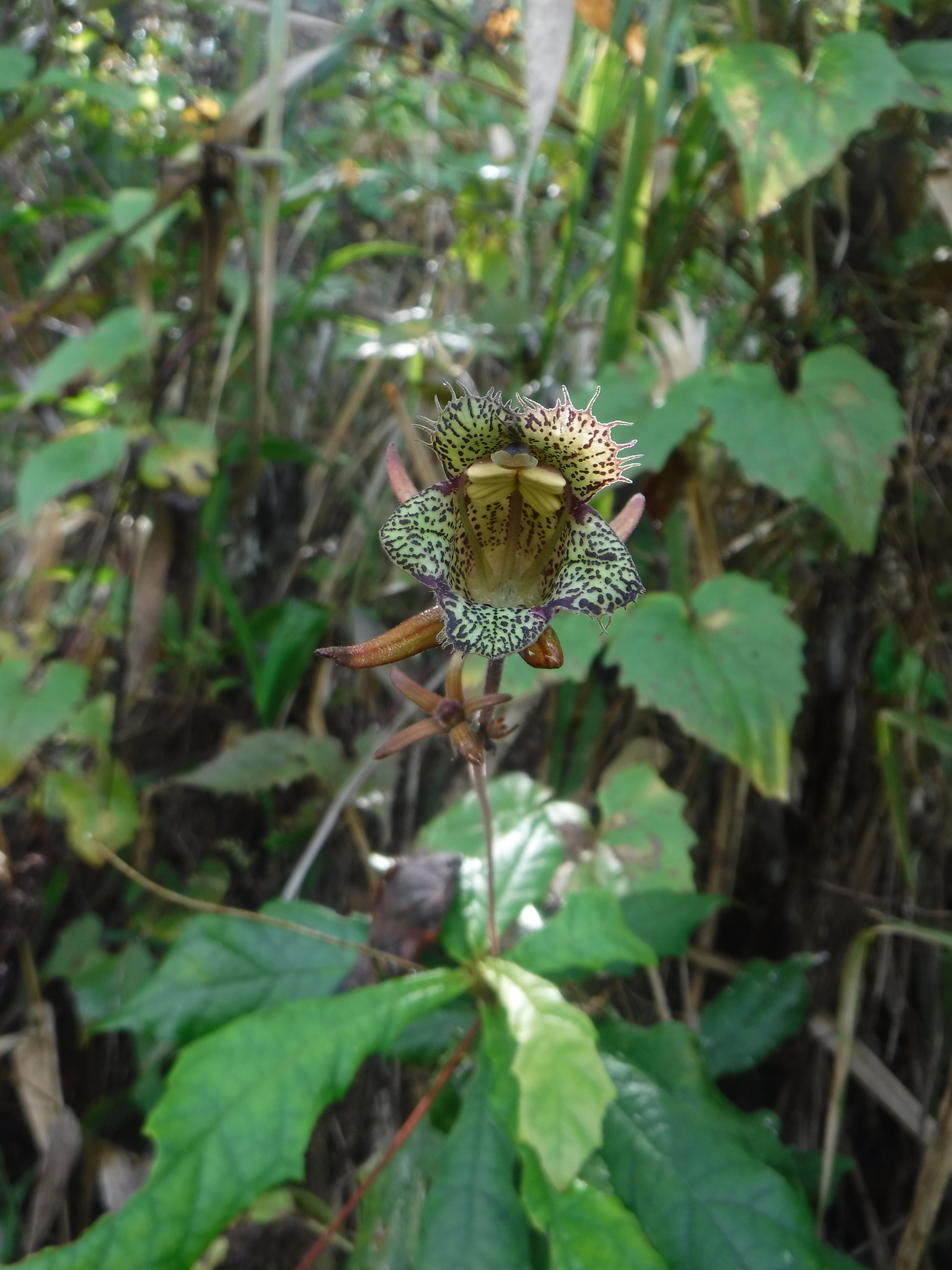 Gesneria fruticosa