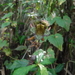 Gesneria fruticosa - Photo (c) Martin Reith,  זכויות יוצרים חלקיות (CC BY-NC), הועלה על ידי Martin Reith