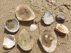 Ruditapes philippinarum