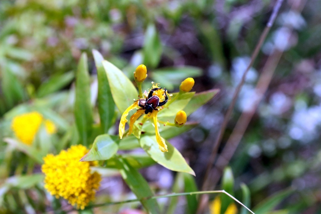 Brown Monkey Beetle