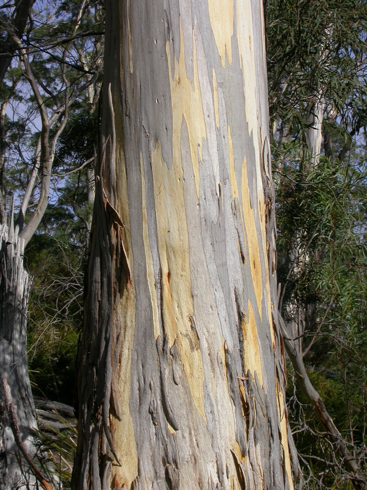 Eucalyptus alba - Wikipedia