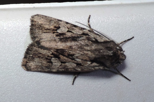 Agrotis schawerdai