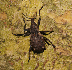 Hadramphus spinipennis