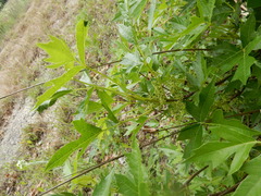 Toxicodendron radicans verrucosum