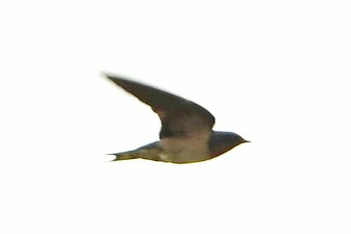 Red-chested Swallow (Hirundo lucida), photo 9