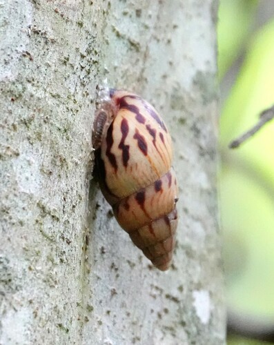 Limicolaria martensiana