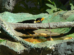 Gracula religiosa intermedia