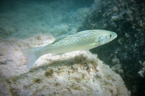 European Seabass