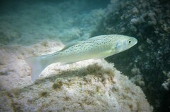 European Seabass photo 4