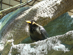 Gracula religiosa intermedia