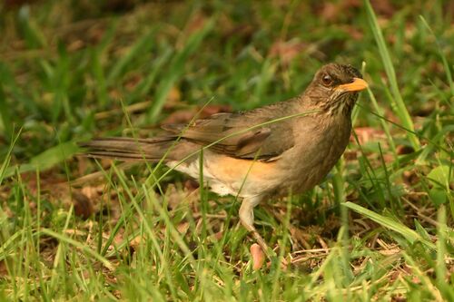 African Thrush