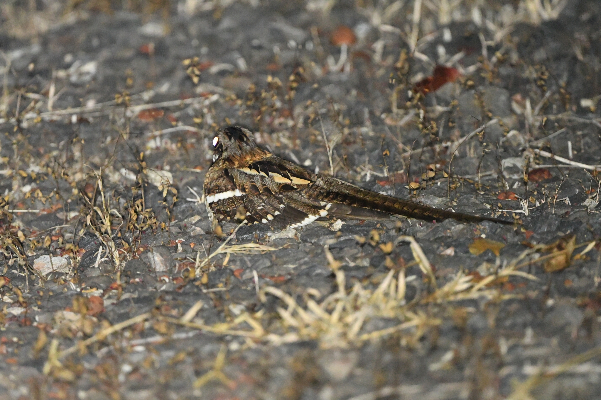 Long-tailed Nightjar illustration