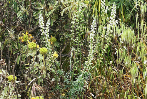 Reseda alba iNat (1)
