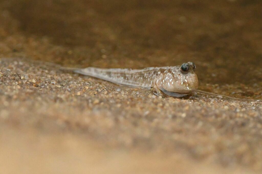 Atlantic Mudskipper