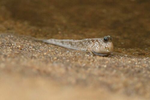 Atlantic Mudskipper