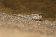 Atlantic Mudskipper photo 3