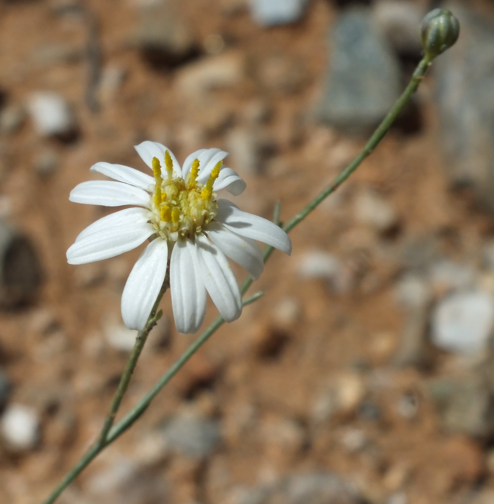 Gutierrezia arizonica