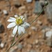 Gutierrezia arizonica - Photo (c) Tony Palmer,  זכויות יוצרים חלקיות (CC BY-NC), הועלה על ידי Tony Palmer