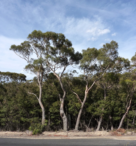 Eucalyptus amygdalina