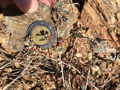 Euphorbia magdalenae