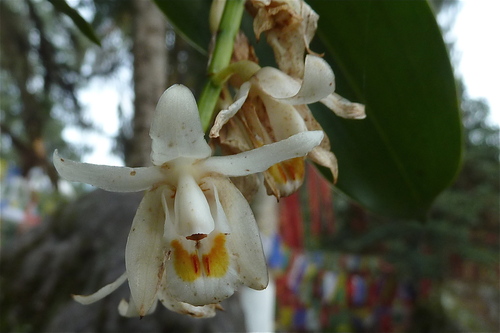Coelogyne holochila P.F.Hunt & Summerh.
