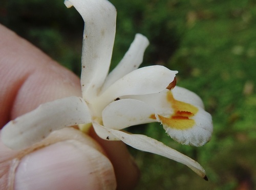 Coelogyne holochila P.F.Hunt & Summerh. 2