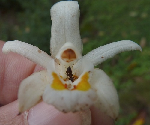 Coelogyne holochila P.F.Hunt & Summerh. 3