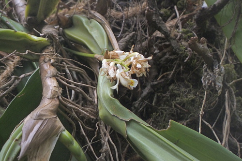 Coelogyne holochila P.F.Hunt & Summerh. 4