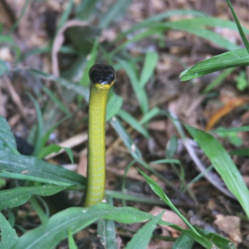 Common Tree Snake sighting