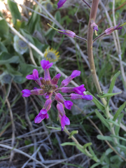 Boechera divaricarpa
