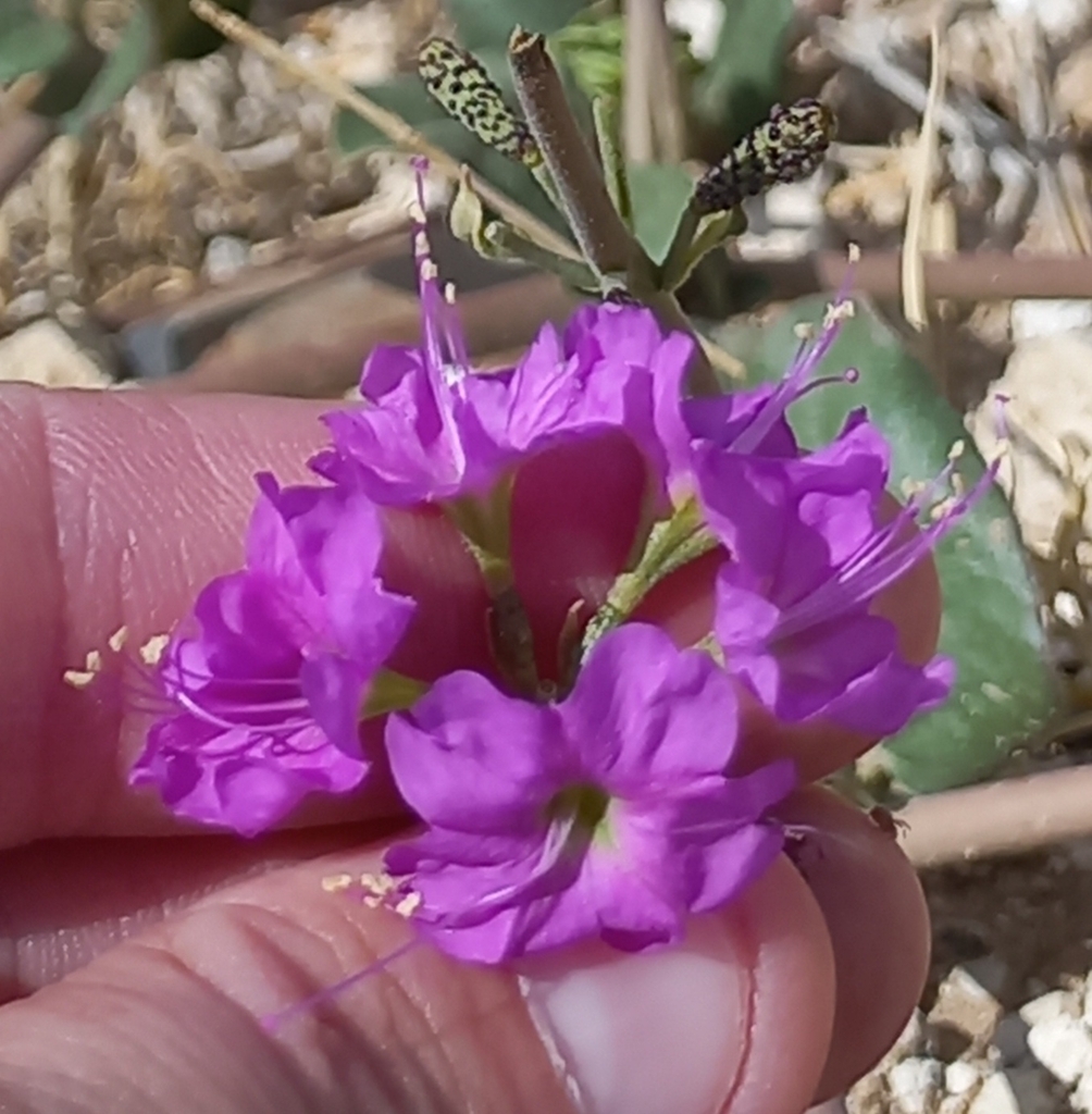 Commicarpus fallacissimus