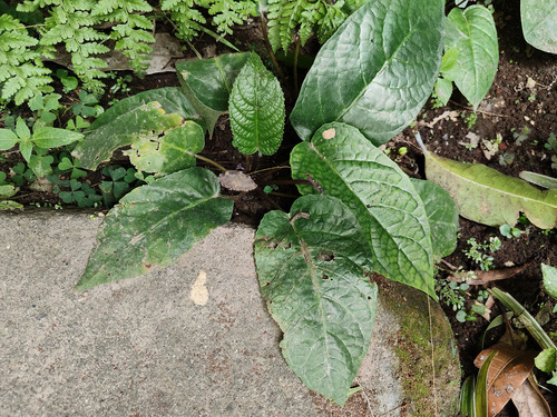 Dorstenia bahiensis