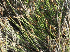 Willdenowia glomerata