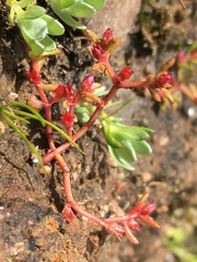 Crassula aquatica