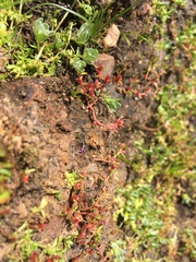 Crassula aquatica