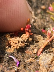 Crassula aquatica