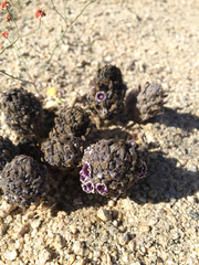 Pholisma arenarium