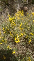Genista corsica