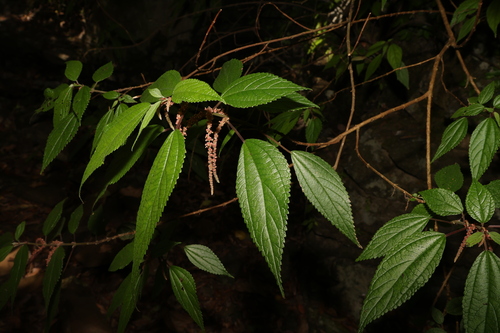 Image of Boehmeria virgata by (c) Greg Tasney, some rights reserved (CC BY-SA)