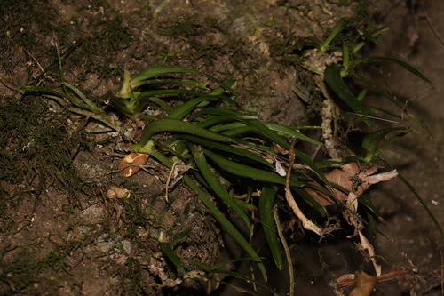 Image of Sarcochilus fitzgeraldii by (c) Greg Tasney, some rights reserved (CC BY-SA)