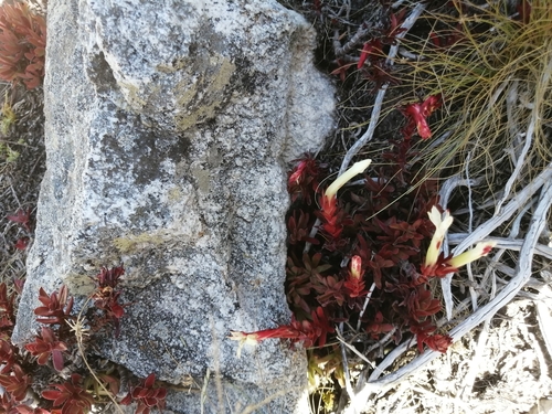 Image of Crassula obtusa by (c) Barbara le Roux, some rights reserved (CC BY-SA)