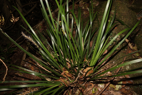 Image of Lomandra spicata by (c) Greg Tasney, some rights reserved (CC BY-SA)