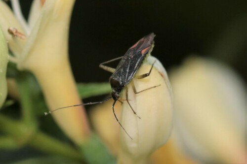 trivial plant bug, Wageningen, Nederland, photo 6 of 10