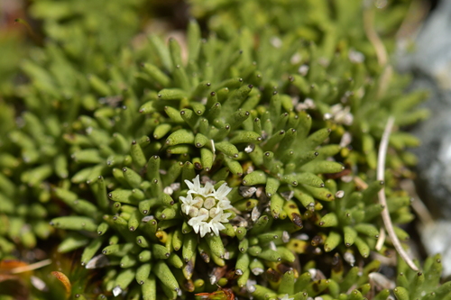 Abrotanella inconspicua (Abrotanella inconspicua)