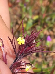 Triphysaria micrantha