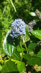 Ceanothus thyrsiflorus thyrsiflorus