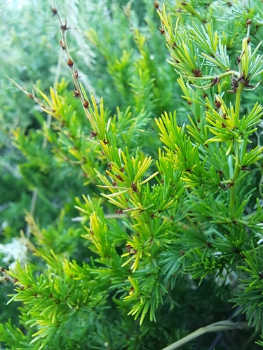 Image of Asparagus africanus by (c) Luke Foster, some rights reserved (CC BY)